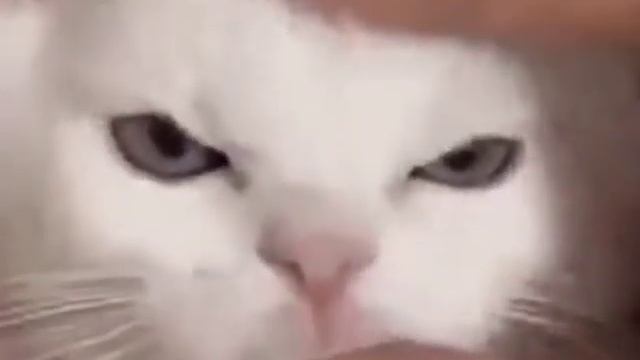Celery Song смотреть онлайн