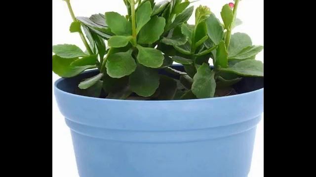 Горшечное растение Каланхоэ микс. смотреть онлайн