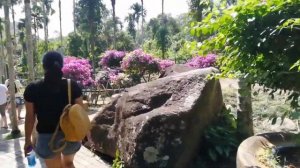 Хайнань, Санья. 13 - 20 ноября. Парк Янода, сад орхидей. Тропический лес.