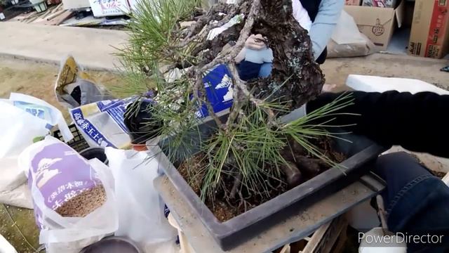 半分枯れた盆栽を救出します　RESCUE　BONSAI