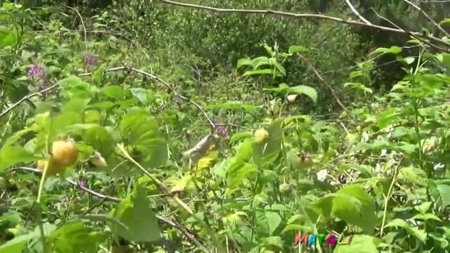 Желтая малина и грибочек Поплавок. смотреть онлайн