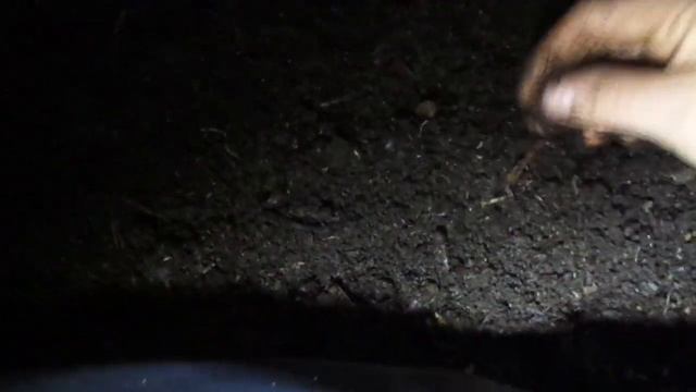 Итоги второго месяца после заселения червя дендробена в подготовленный конский навоз. смотреть онлайн