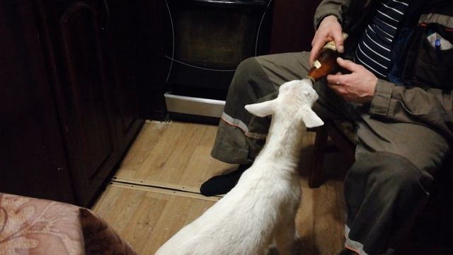 маленький козлик кузя смотреть онлайн