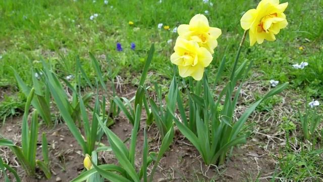 Narcissus 'Tahiti' смотреть онлайн