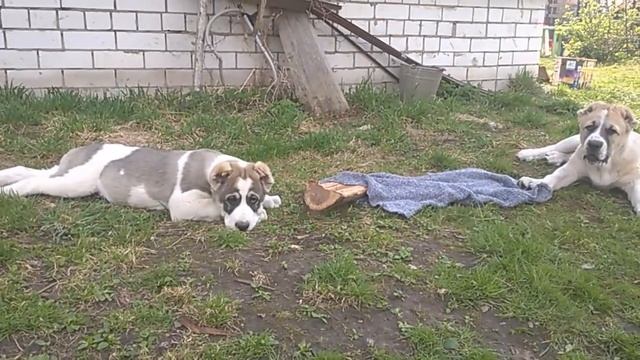 щенки среднеазиатской овчарки, алабаи смотреть онлайн