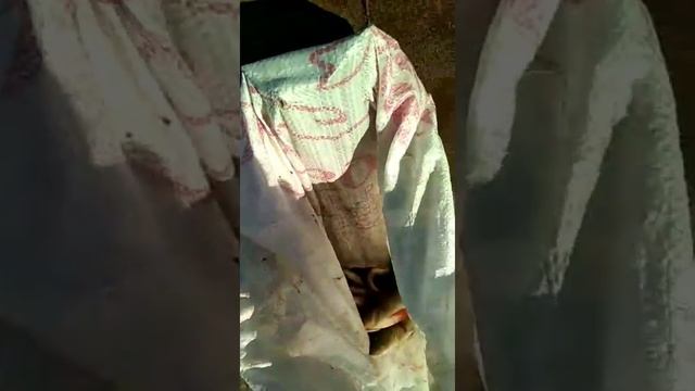 Рыбалка начинается, главный рыбак? выходит на рабалку в 3:00. Заготовка дров на зиму. смотреть онлайн