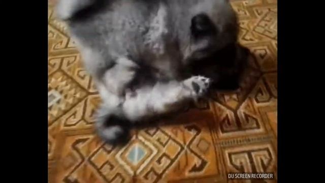 Вольфшпиц- кеесхонд. Игривые, смешные недомедведи) есть щенки на продажу смотреть онлайн
