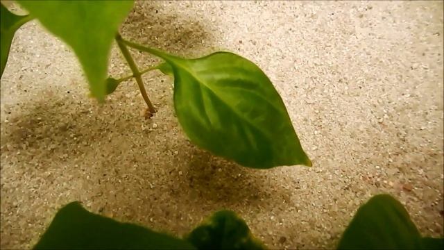 Growing Habanero Peppers, Days 26-37