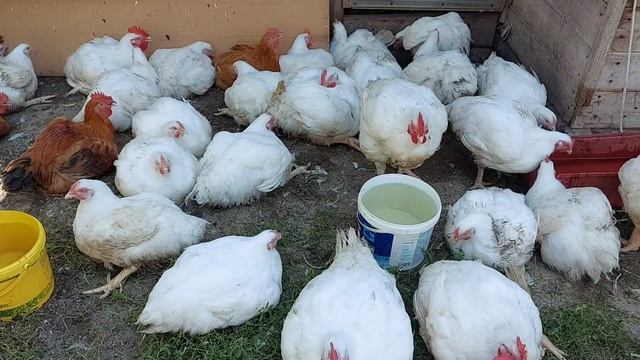 ?‼️ Мои секреты кормления бройлеров в аномальную ЖАРУ‼️ Индюки, умная птица, сама всё знает. смотреть онлайн