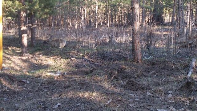 Дикие кролики))трасса самара-ульяновск. красный яр смотреть онлайн
