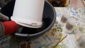 КАК РАЗМНОЖИТЬ БУГЕНВИЛЛИЮ. ОСОБЕННОСТИ ЧЕРЕНКОВАНИЯ БУГЕНВИЛЛИИ. РОСТ И РАЗВИТИЕ ЧЕРЕНКОВ