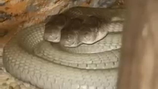 Змея кобра с 5 головами смотреть онлайн