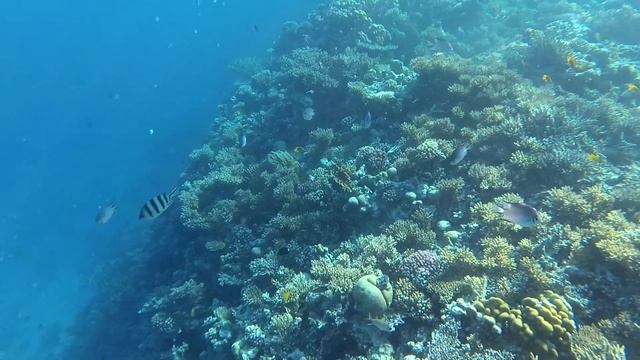 ОТДЫХ ЗИМОЙ| Коралловый риф отеля Zahabia Hote Хургада 2020