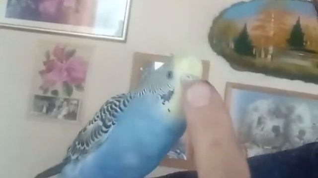 Попугаи поет и рассказывает стишок смотреть онлайн