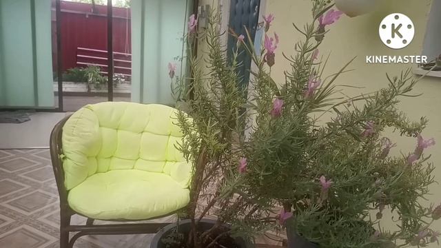 Французская лаванда .. Бабочка ??? смотреть онлайн