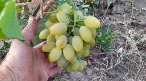 Интересные формы винограда Сон Анжелики и Бонжур ,автор Калугин В.М. на моем участке,конец августа.
