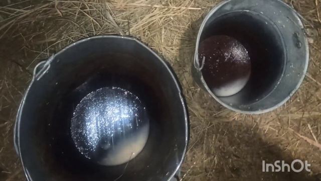 КАК ПЕРЕВЕСТИ ТЕЛЁНКА НА ЗЦМ? !//КАК ПРЕДУПРЕДИТЬ ПОНОС У ТЕЛЁНКА?//ПОДСКАЗКА. смотреть онлайн