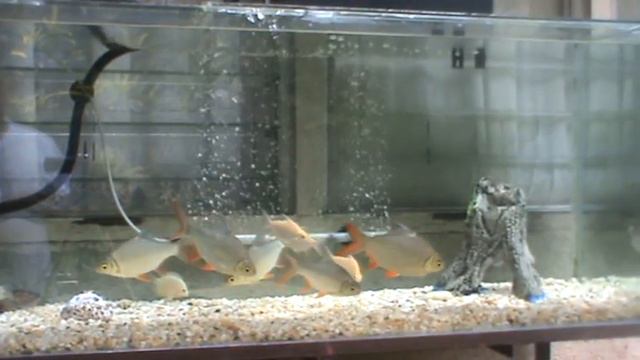 Golden severum fish and Tinfoil смотреть онлайн