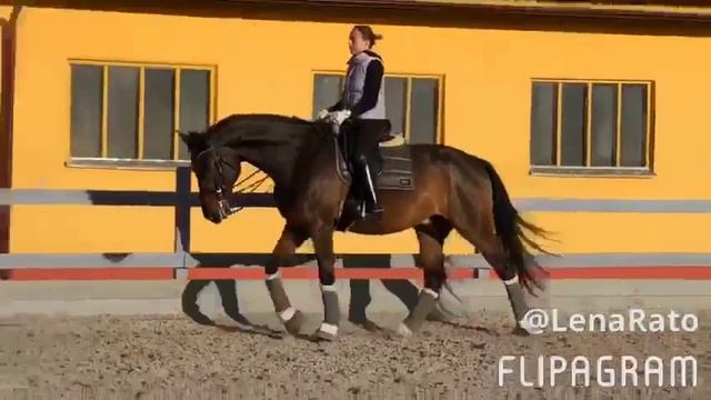 САН ФРАНЦИСКО лошадь на продажу смотреть онлайн