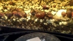 не повторяйте ошибок , улитки катушки в общем аквариуме #улитка катушка#аквариумистика #разводня