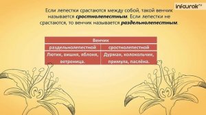 Цветок | Биология 6 класс #29 | Инфоурок