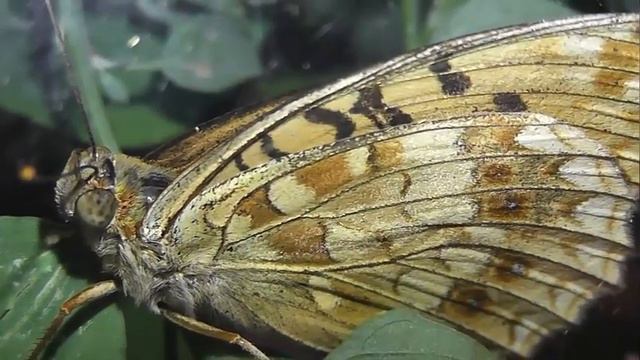 ИНСЕКТАРИЙ: 268. Перламутровка Адиппа (Fabriciana adippe) смотреть онлайн