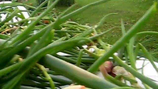 лук живородящий (подготовка к посадке) 3 смотреть онлайн