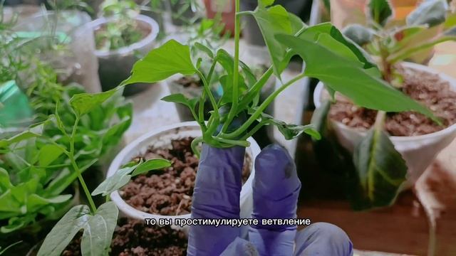 Нужно ли прищипывать ипомею? смотреть онлайн