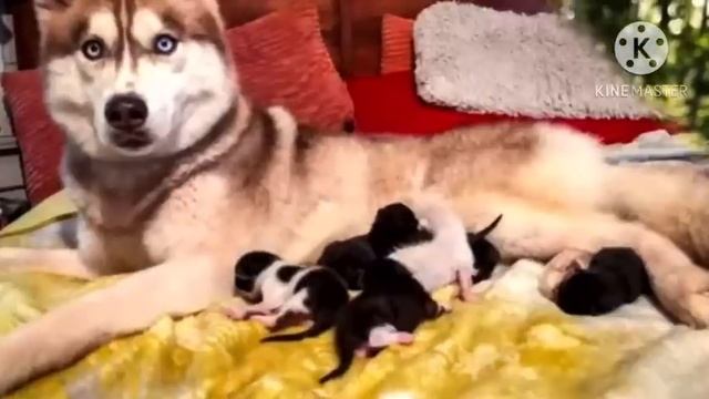 Собака в лесу нашла выброшенных котят. Посмотрите что она сделала смотреть онлайн