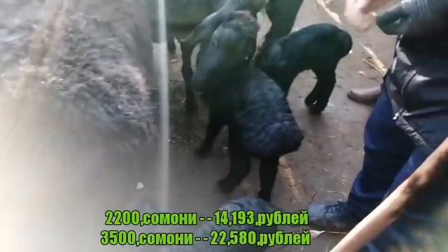 Барача бузичаи бе оча Букача Гови ширте Букаи калон Молбозори Хулбук 15, 01, 2021 смотреть онлайн