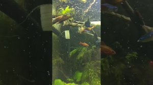 Кормление креветок фильтраторов циклопом