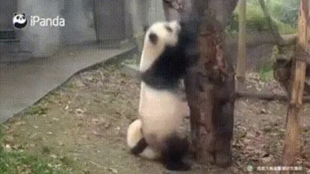 Мама панда!!! смотреть онлайн