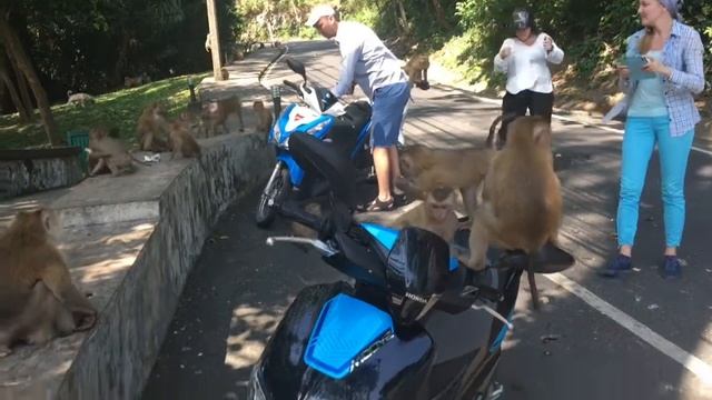Гора обезьян на Пхукете. Тайланд смотреть онлайн