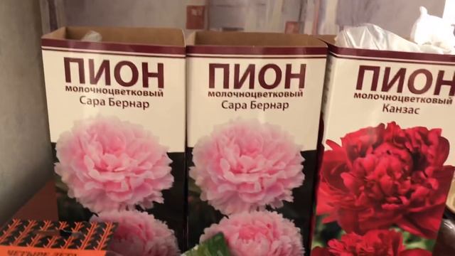 Готовимся к дачному сезону. Покупки в ОБИ. Новые пионы. Семена. смотреть онлайн
