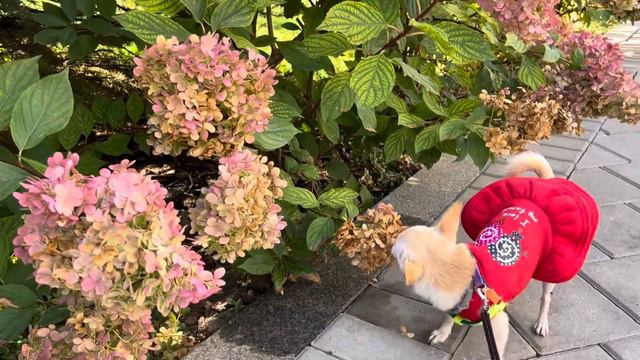 Красивых прогулок вам в ленту. Чихуахуа Мия на прогулке. смотреть онлайн