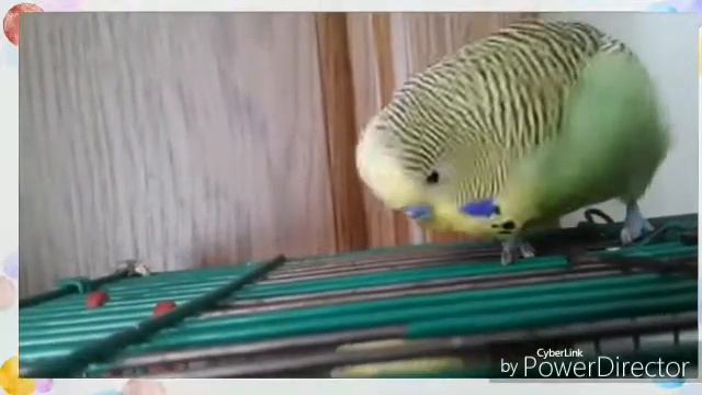 👑Первое видео на моем втором канале-Мой Папугай Кеша Разговаривает🐦 смотреть онлайн