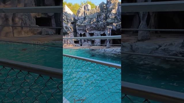 морские львы отдыхают в сафари парке Бангкока смотреть онлайн