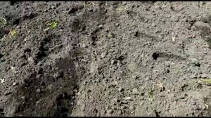 Посадка тыквы в открытый грунт семенами.