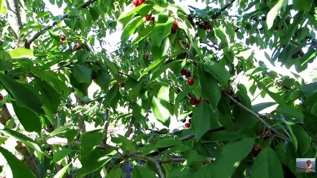 Черешня Отдых на природе Cherry