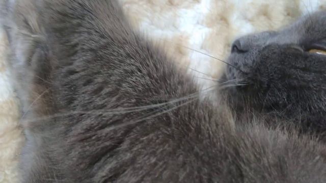Утро начинается,кошка просыпается😊и кусается смотреть онлайн