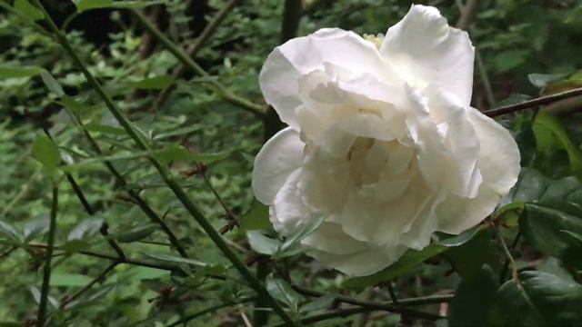 Rosier Noisette grimpant remontant parfumé 'Mme Alfred Carrière' смотреть онлайн