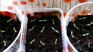 КАК ПОСАДИТЬ СЕМЕНА БАЛКОННЫХ  ПОМИДОР