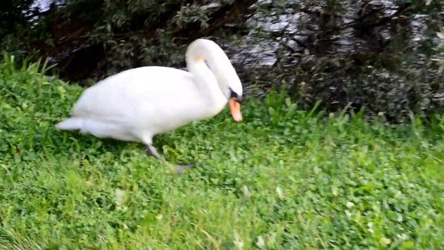 Лебедь ест траву. смотреть онлайн