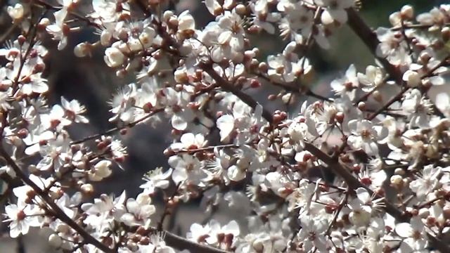 Медитация во благо всех живых существ смотреть онлайн