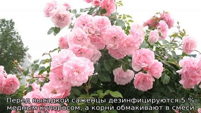 Роза Скарлет смотреть онлайн