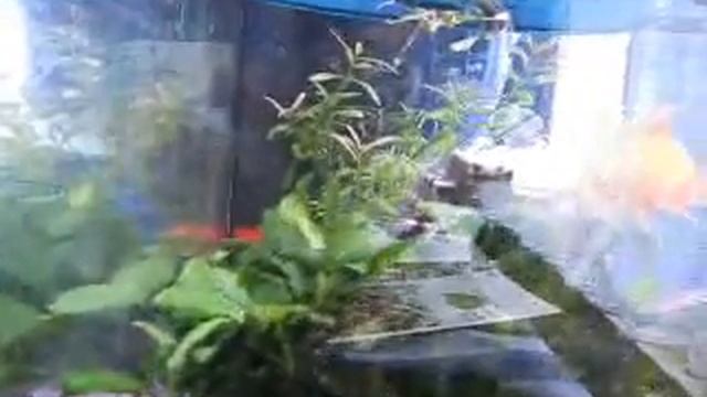 Borsuk Hunts Fishie смотреть онлайн