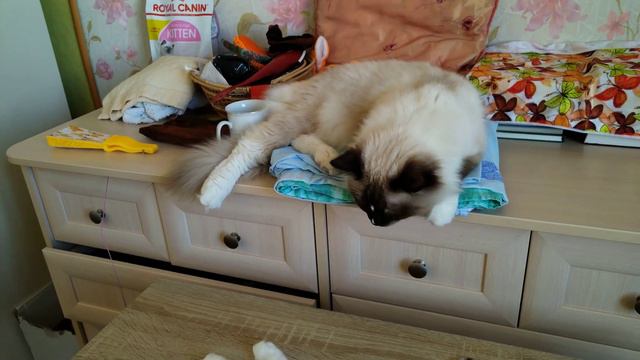 Ragdoll ( Рэгдолл ) - Котята