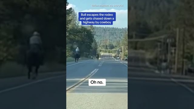 Bull escapes rodeo and runs down California highway #shorts смотреть онлайн