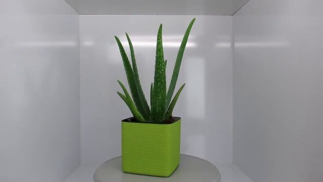 Aloe vera In Lime Green Lechuza planter смотреть онлайн