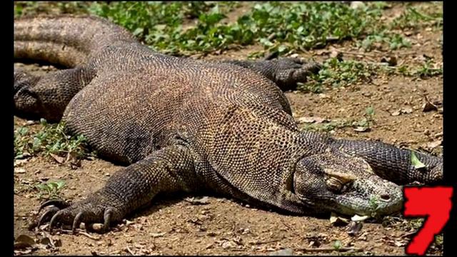 TOP10 САМЫХ опасных ЖИВОТНЫХ!!!TOP10 MOST Dangerous ANIMALS